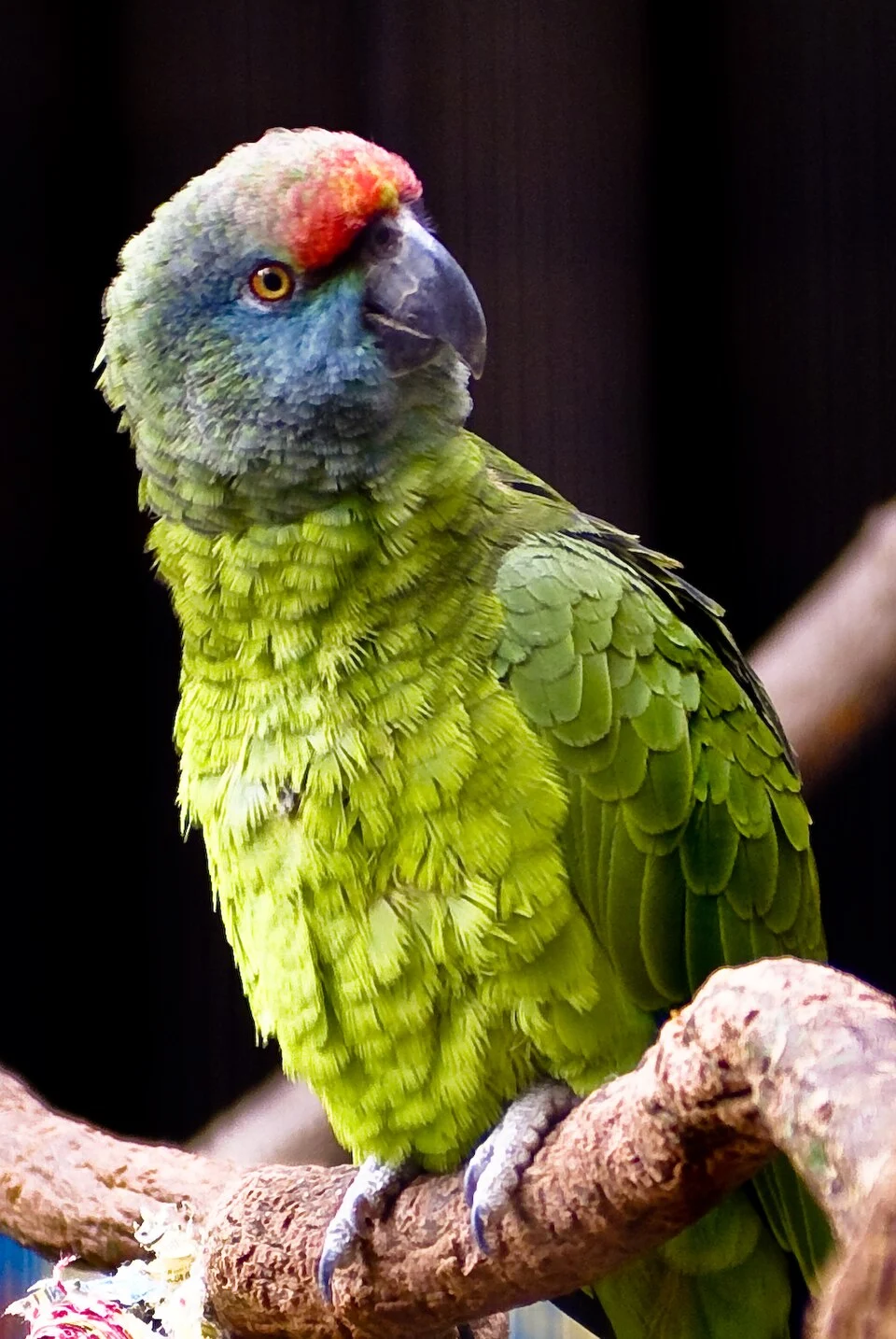 A Festive Amazon at Tulsa Zoo, USA. This subspecies is known as Bodinus' Amazon.