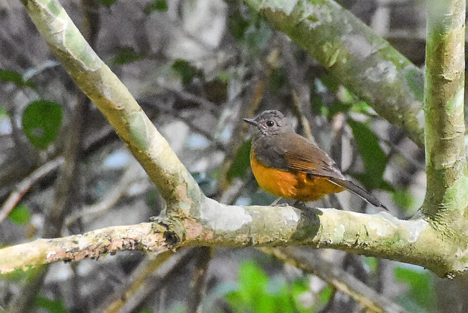Stizorhina finschi, Atewa Range, Ghana, 2020-01-04 (iNaturalist).
