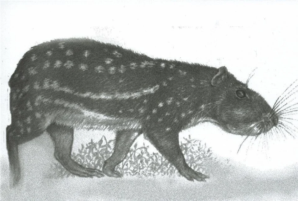 Guagua Nombre Cientifico: Agouti Taczanowiskii Familia: Agoutidae Orden: Rotudia