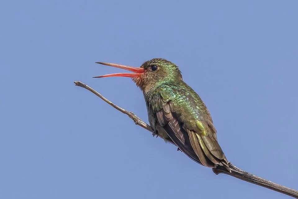 Gilded hummingbird (Hylocharis chrysura), Reserva Ecológica Ciudad Universitaria Costanera Norte, Buenos Aires, Argentina