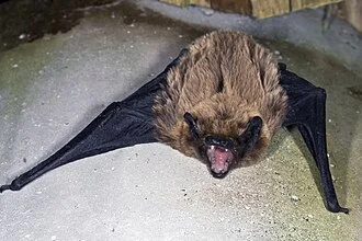 Adult specimen of Azores Noctule (Nyctalus azoreum)