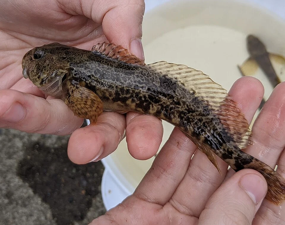 Coastal Cottus asper caught in Nehalem, Oregon.