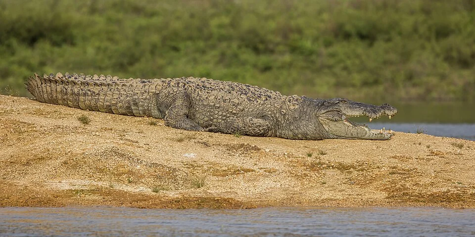 Mugger crocodile (Crocodylus palustris), Gal Oya Reservoir, Sri Lanka