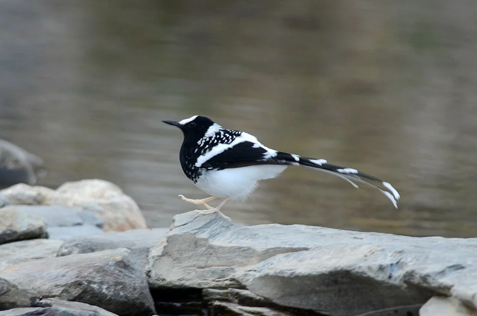 Spotted Forktail Enicurus maculatus near a stream in Pangot, Uttarkhand, India