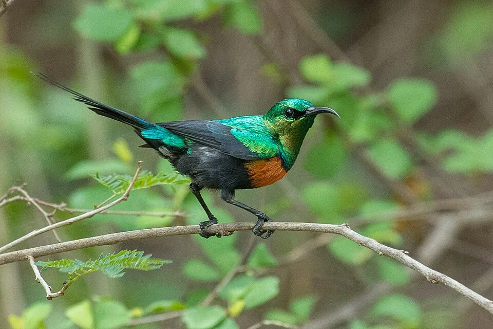 Black-bellied Sunbird Cinnyris nectarinioides, Tsavo NP, Kenya
