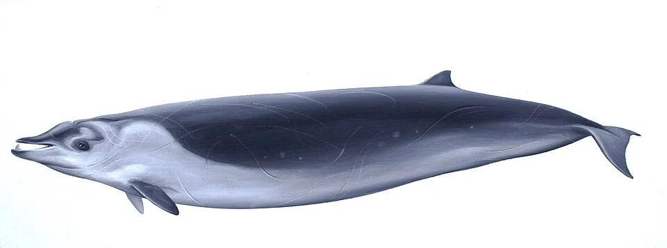 Mesoplodon perrini (Perrin's beaked whale), oil on paper