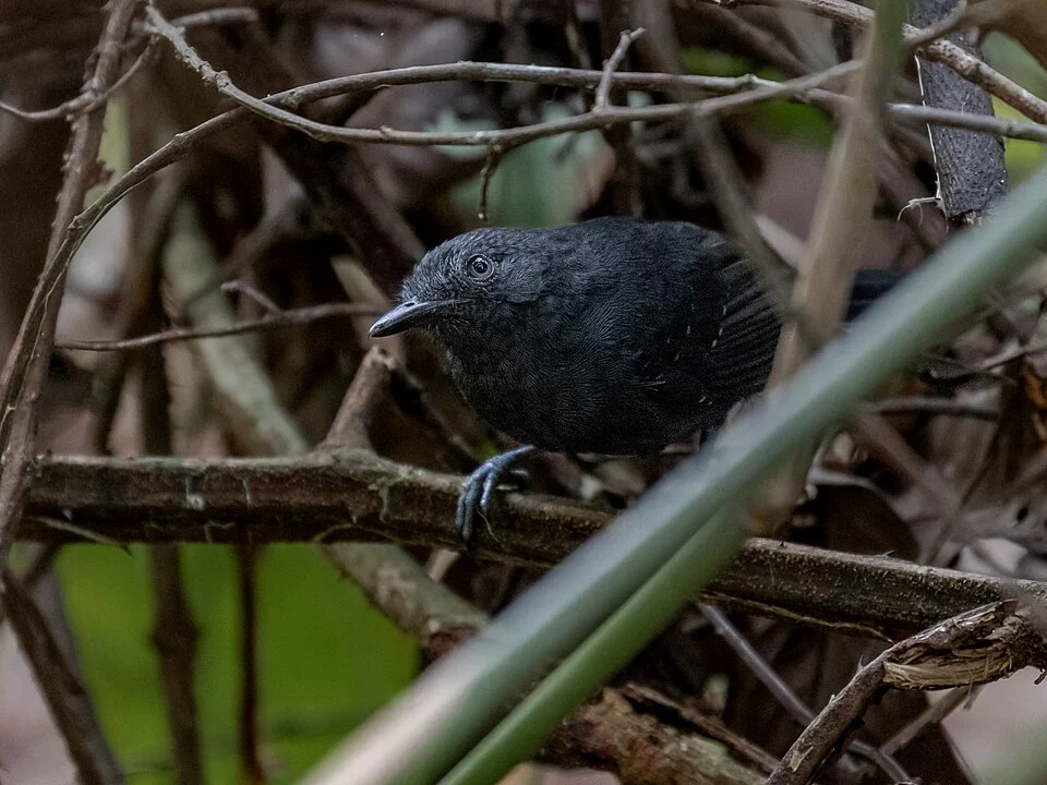 Riparian Antbird (male); Ramal do Noca, Rio Branco, Acre, Brazil