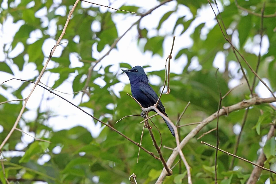 Biak Flycatcher (Myiagra atra) in Indonesia