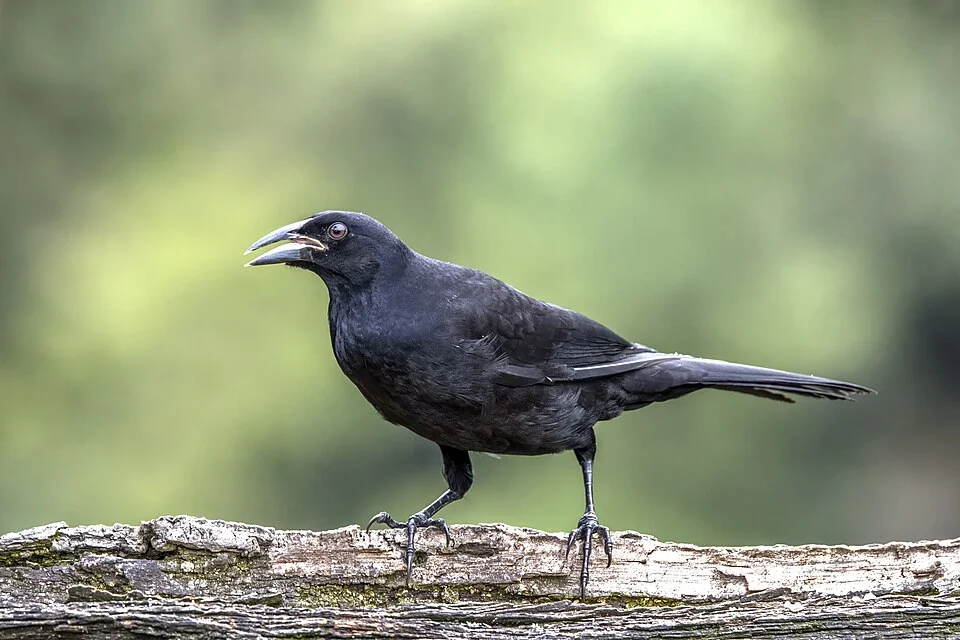 Giant cowbird (Molothrus oryzivorus oryzivorus), Reserva Las Tangaras, Chocó, Colombia