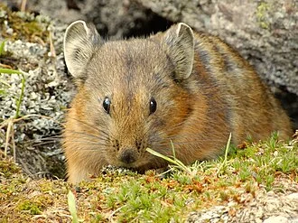 Alpina pica at Ivanovsky mountain range, East Kazakhstan Region, Kazakhstan.