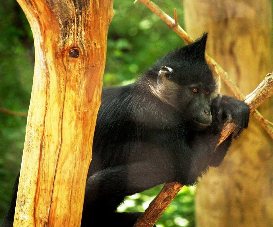 Black Mangabey Lophocebus aterrimus at Binder Park Zoo in Battle Creek, Michigan