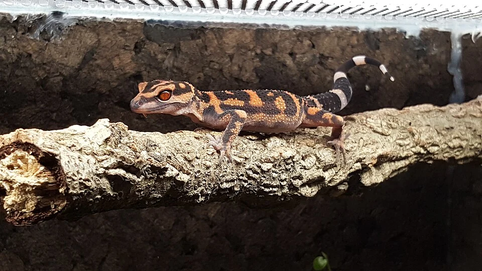 Goniurosaurus orientalis mâle