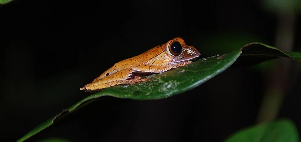 Photo of Boophis boehmei uploaded from iNaturalist.