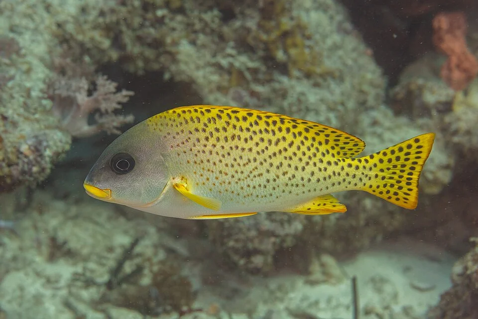 Blackspotted rubberlip (Plectorhinchus gaterinus), Zanzibar, Tanzania. This species attains typically a total length of 50 centimetres (20 in). It's found in the Western Indian Ocean. It's found at depths of 5–55 metres (16–180 ft) on coastal reefs, sand banks and in the vicinity of estuaries along the eastern coast of Africa from KwaZulu Natal north into the Red Sea as far north as the Gulf of Aqaba. Note: there is no FPs on Commons of the genus Plectorhinchus and only one of the family Haemulidae.