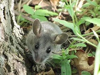 Not all visitors that come into the Visitor Center are human. This deer mouse made its way into a recycling bin and was then released outside. Earlier this season, a garter snake explored the inside of the Visitor Center.

Photo -- Intern Dawn Marsh