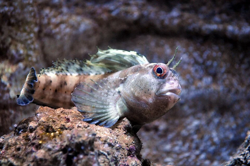 Parablennius gattorugine