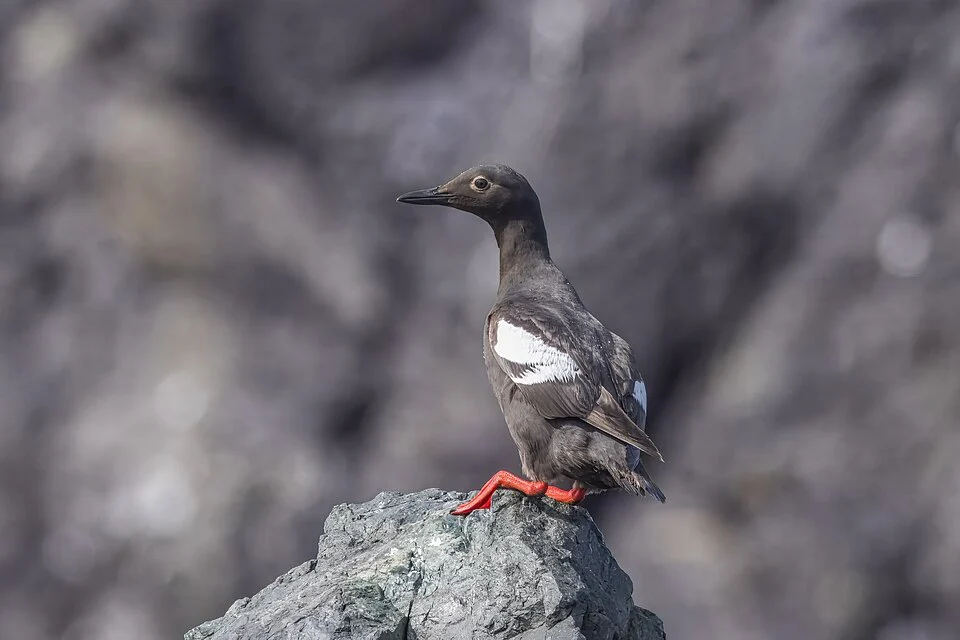 Pigeon guillemot (Cepphus columba adiantus) hock sitting (breeding plumage) Tofino, BC, Canada