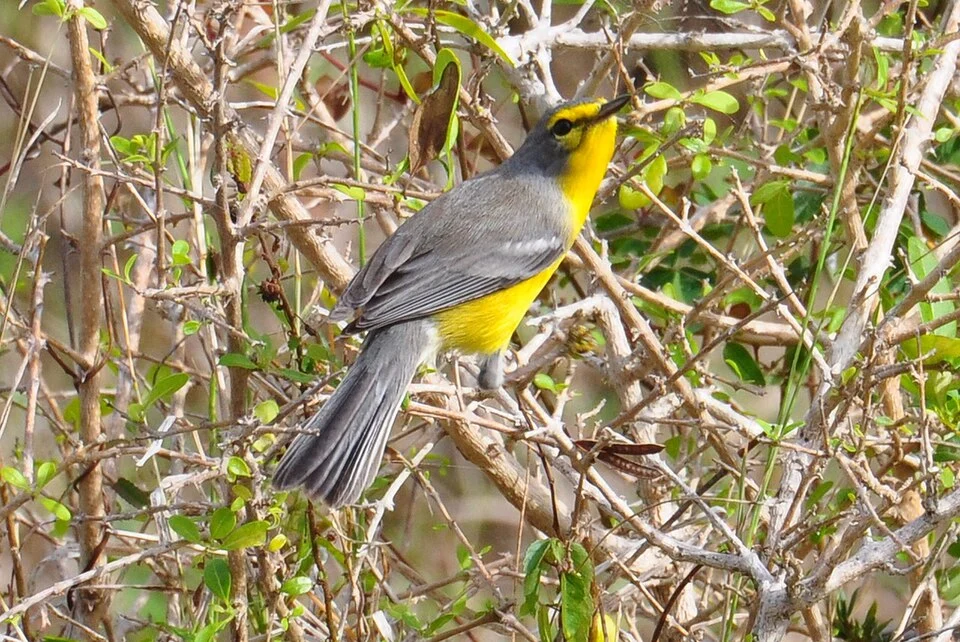 A Barbuda Warbler on the island of Barbuda, Antigua and Barbuda.