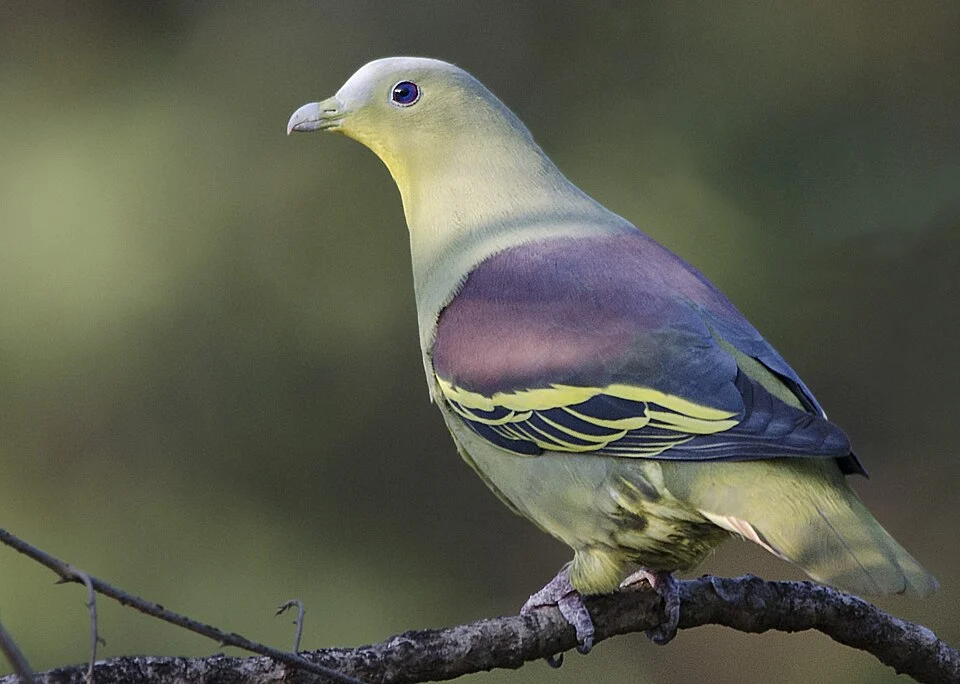 Treron (pompadora) affinis . Grey-fronted Green Pigeon from Karnala bird sanctuary.