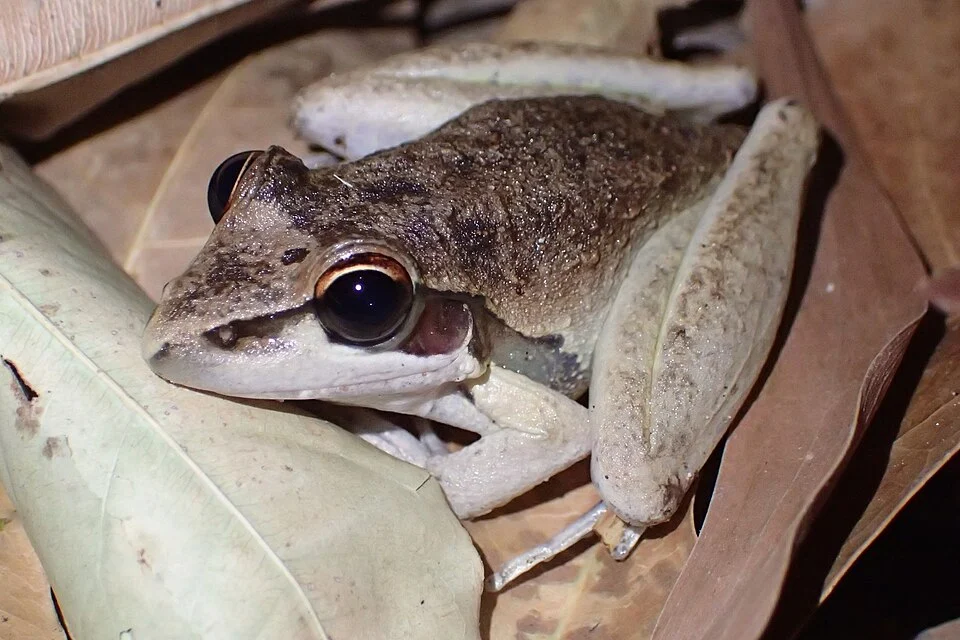 Photo of Spalding's Rocket Frog uploaded from iNaturalist.