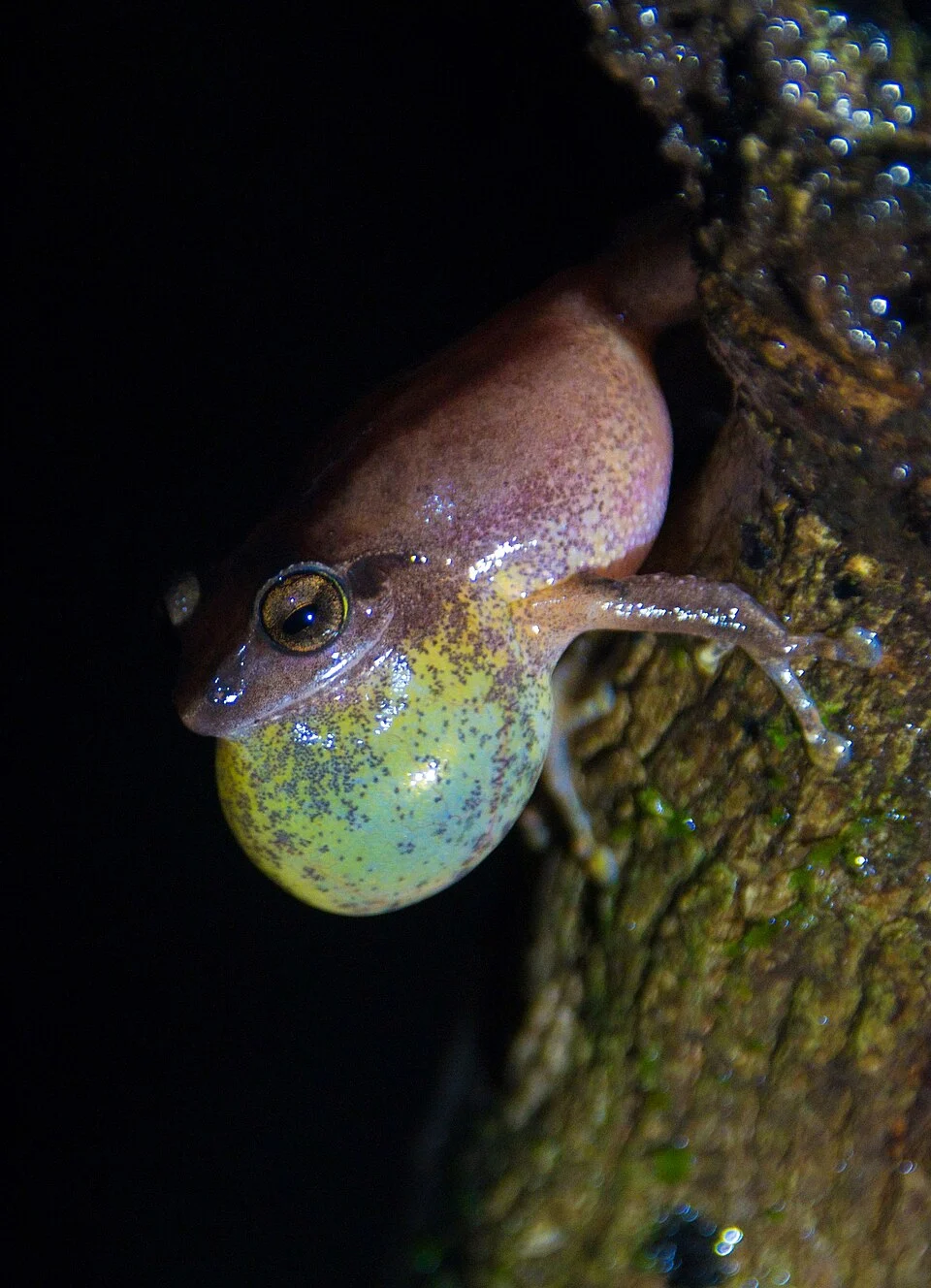 Amboli Bush Frog calling in the night at Amboli.