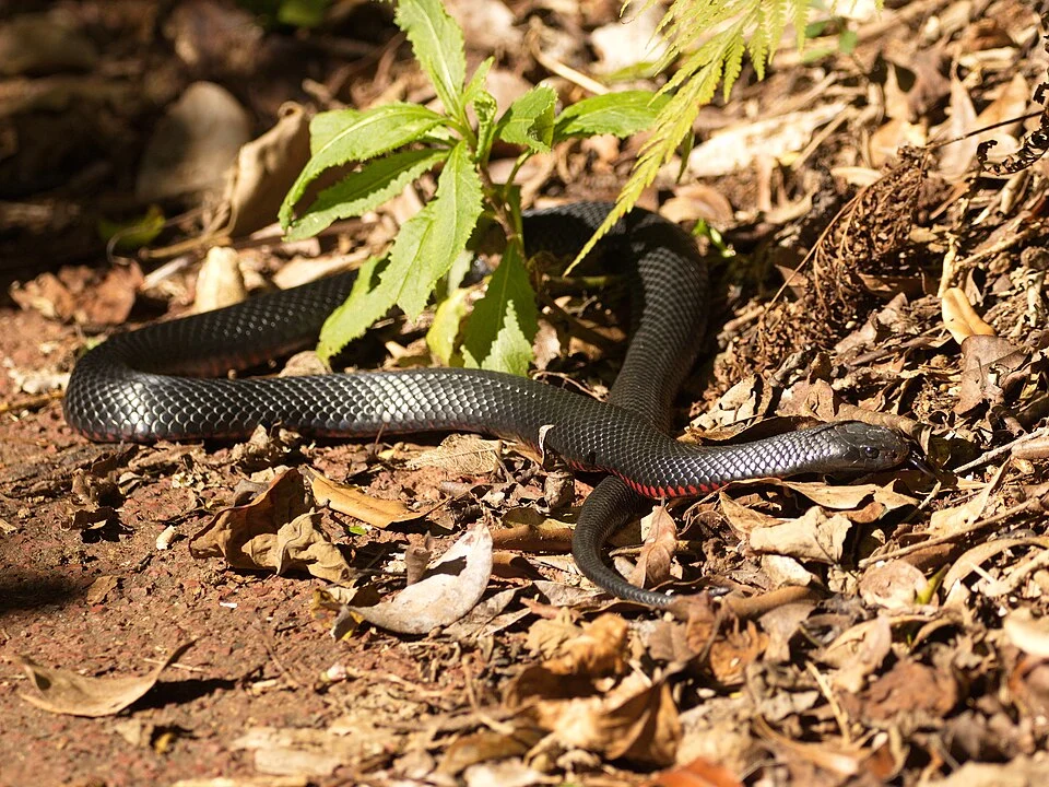 Pseudechis porphyriacus (Shaw, 1794), Red-bellied Black Snake, Lamington National Park, Queensland, Australia, 25 May 2017
