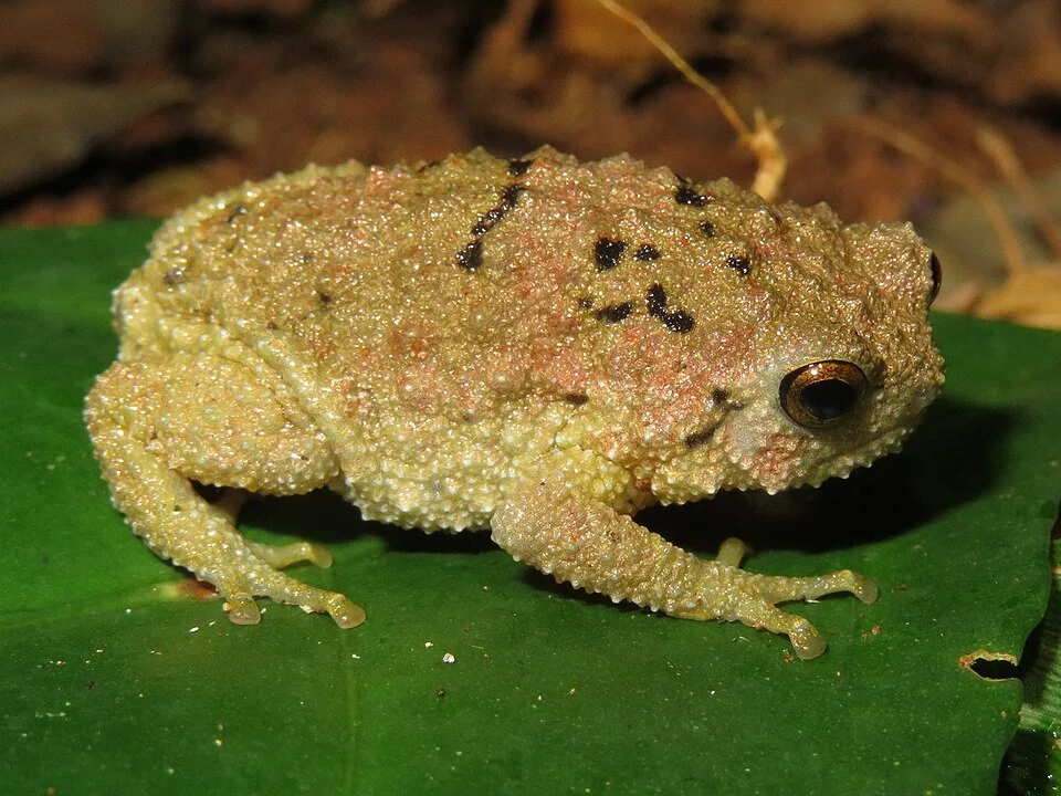 Krefft's Warty Frog (Callulina kreffti). Species of amphibian.