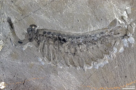 Opabinia