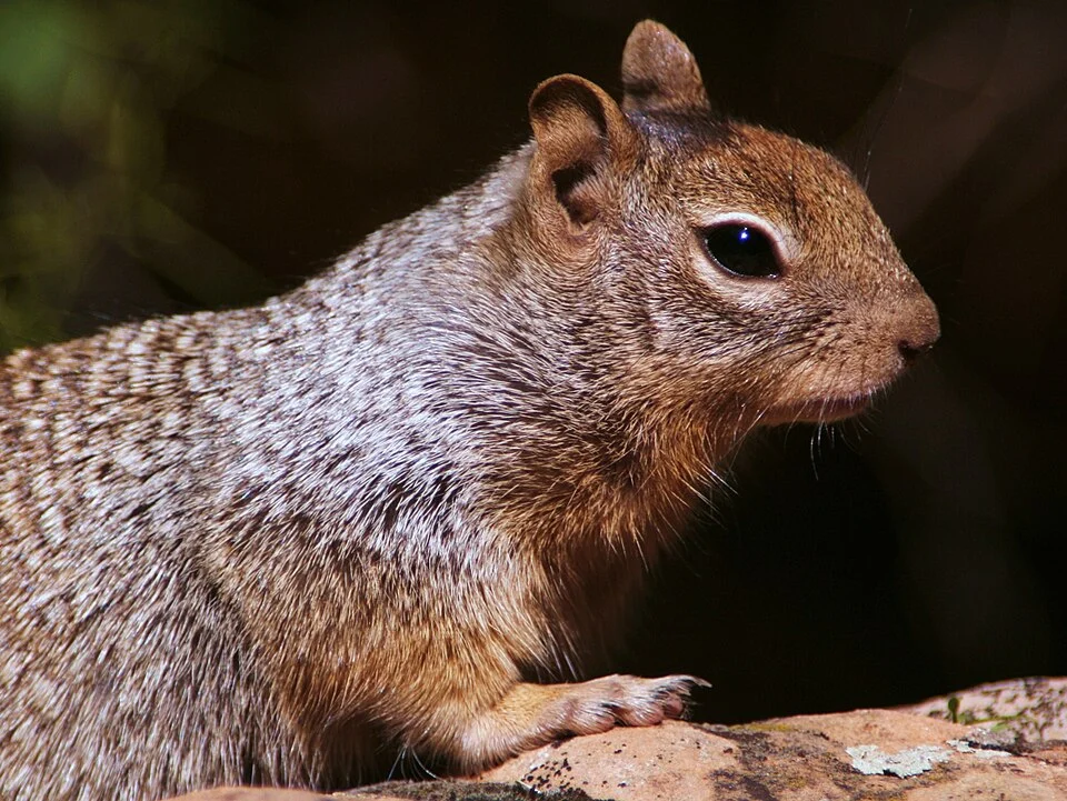 Spermophilus variegatus at Zion National Park
