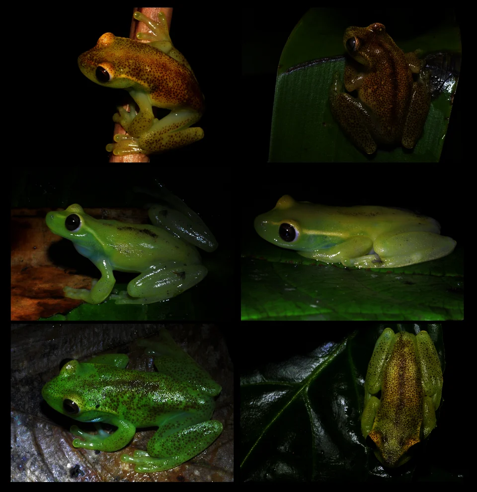 Figure 11: Variation in live coloration of Hyloscirtus conscientia sp. nov.
Individuals from Río Pailón Chico at Reserva Dracula. Not collected specimens, without scale.