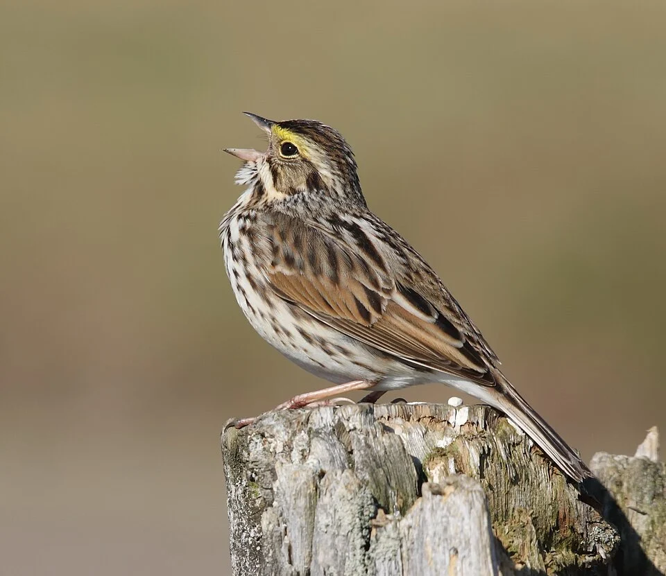 Savannah Sparrow (Passerculus sandwichensis), Cap Tourmente National Wildlife Area, Quebec, Canada