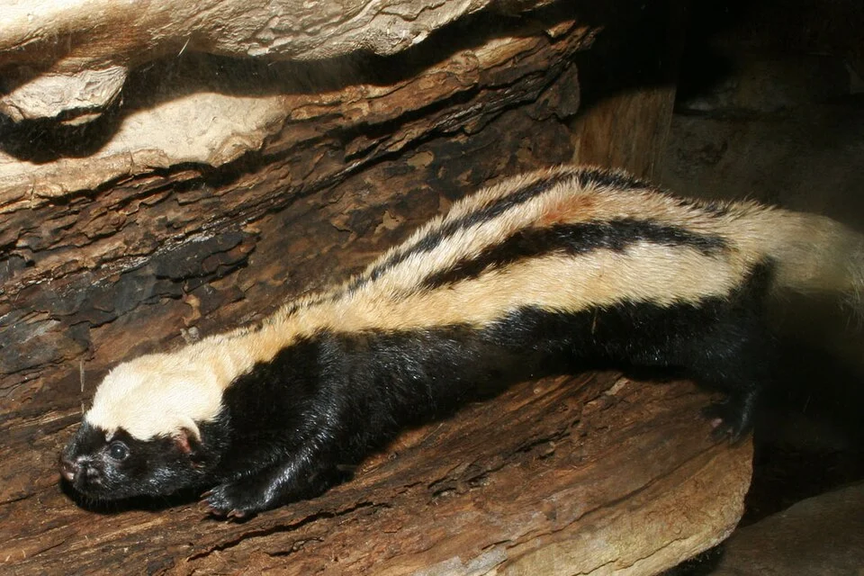 White Naped Weasel, Captive Specimen, Henry Doorly Zoo, Omaha Nebraska