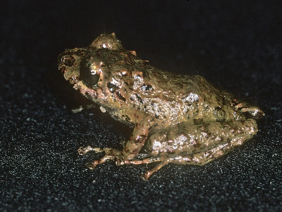 Pristimantis pulvinatus