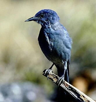 Pinyon Jay Gymnorhinus cyanocephalus, Deschutes National Forest, Oregon