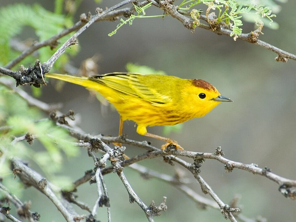 Male Golden Warbler (Dendroica petechia rufopileata). Washington-Slagbaai National Park, Labra, Bonaire