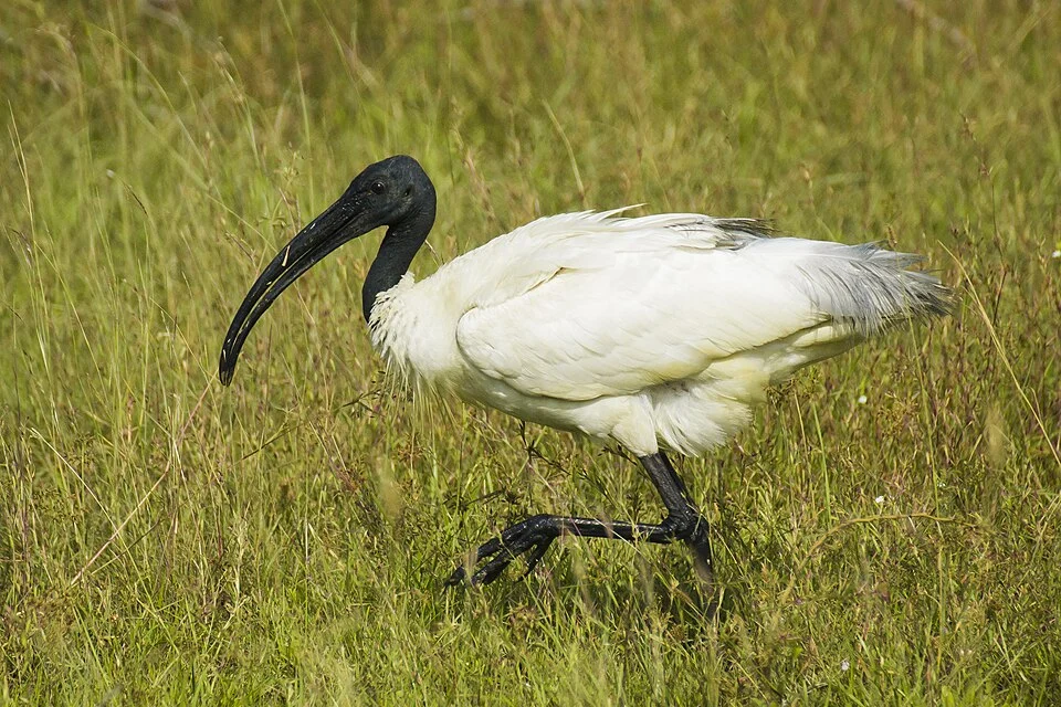 Black-headed Ibis (Threskiornis melanocephalus) photographed in natural habitat, Tirunelveli, India. It is a near-threatened species of wading bird breeding in Asia from India to the west as far as Japan in the east.
A large waterbird with adults measuring 65-76 cm in length, it is the only native ibis species in its range that has an overall white plumage starkly contrasted against a conspicuous naked black neck and head and a black, down-curved beak. Tails of adults bear light grey ornamental feathers that turn black during the breeding season, as can be seen here.
Like storks and spoonbills