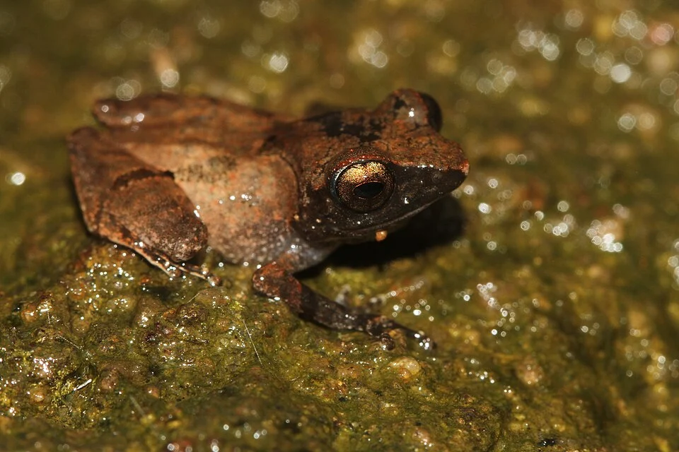 frog  Raorchestes archeos  from india