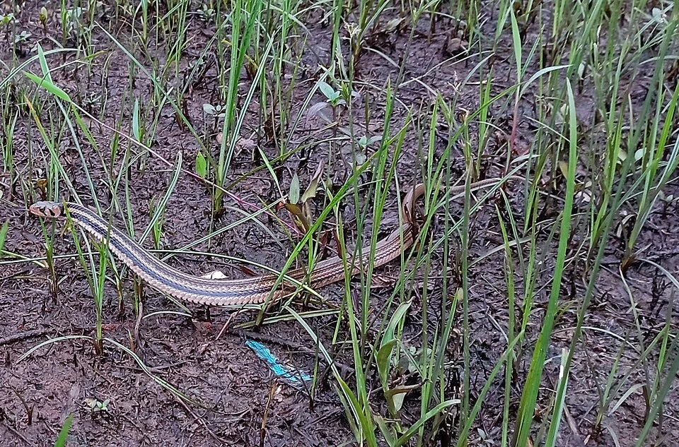 Photo of Javan Keelback uploaded from iNaturalist.