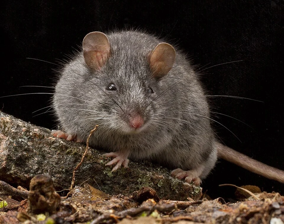 An adult female Smoky Mouse from the Grampians National Park.