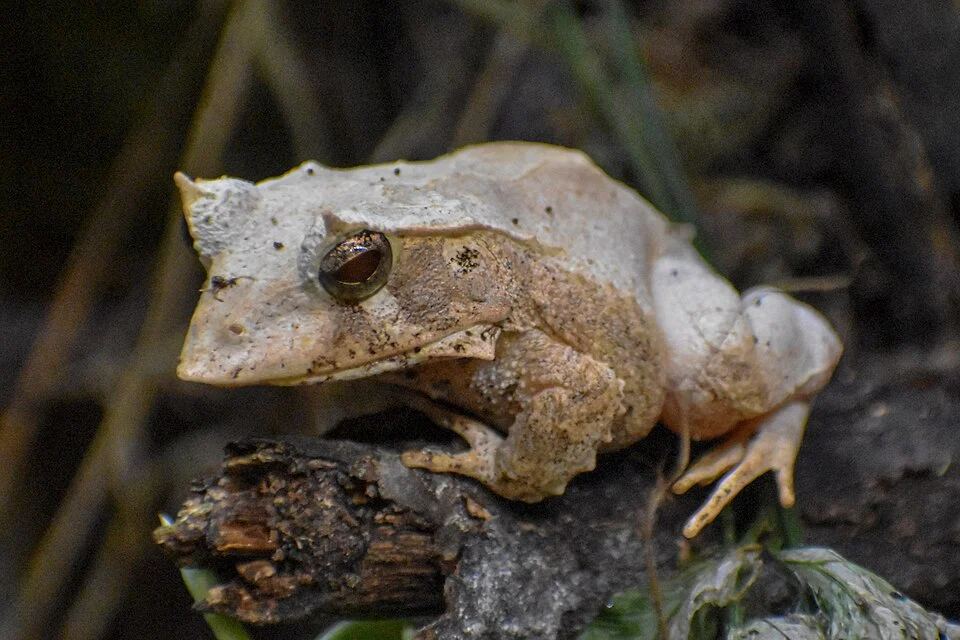 Photograph of a Solomon Islands leaf frog (Cornufer guentheri) at the Cologne Zoological Garden