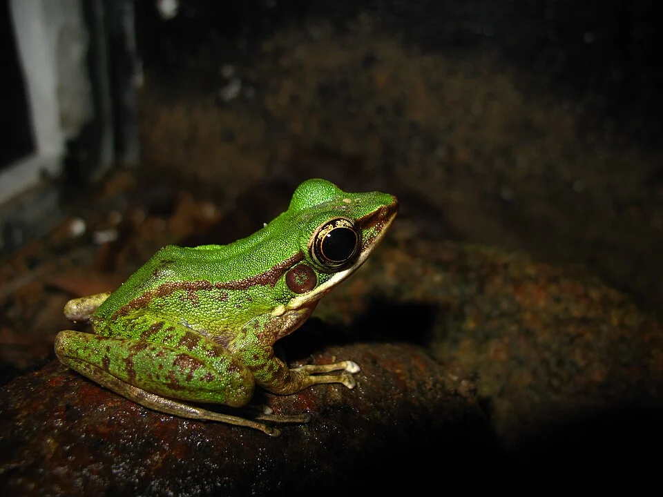 Odorrana hosii from Thailand