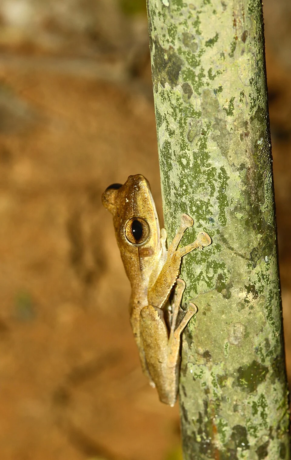 Taman Negara NP, Pahang, MALAYSIA