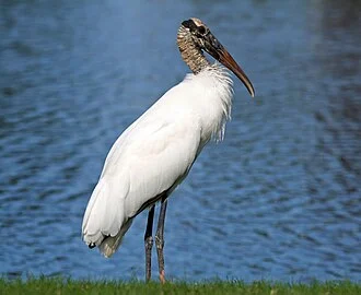 Wood Stork (Mycteria americana), Tarpon Springs, Florida