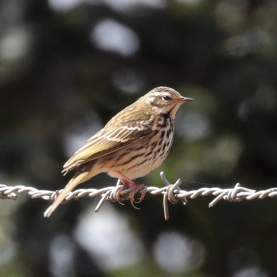 Olive-backed pipit (Anthus hodgsoni hodgsoni), Mount Phulchowki, Nepal