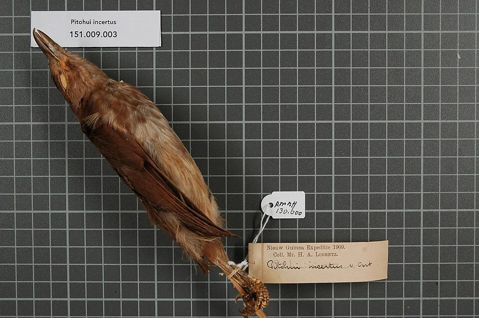 Pitohui incertus van Oort, 1909