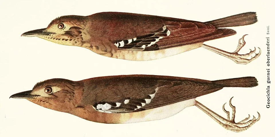 Geokichla oberlaenderi