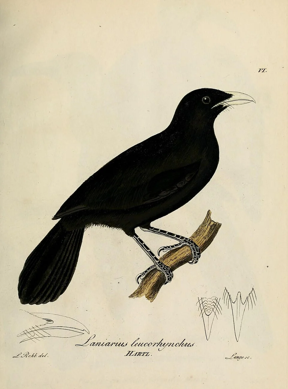 Laniarius leucorhynchus - Beitrag zur Ornithologie Westafrica's