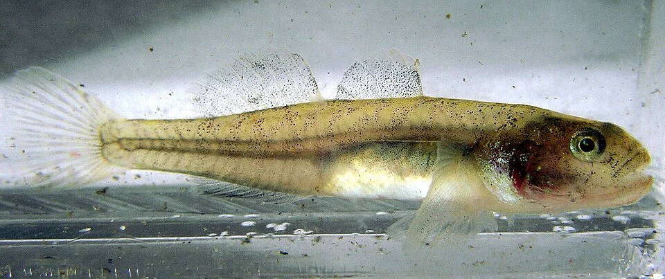 Tidewater Goby Eucyclogobius newberryi