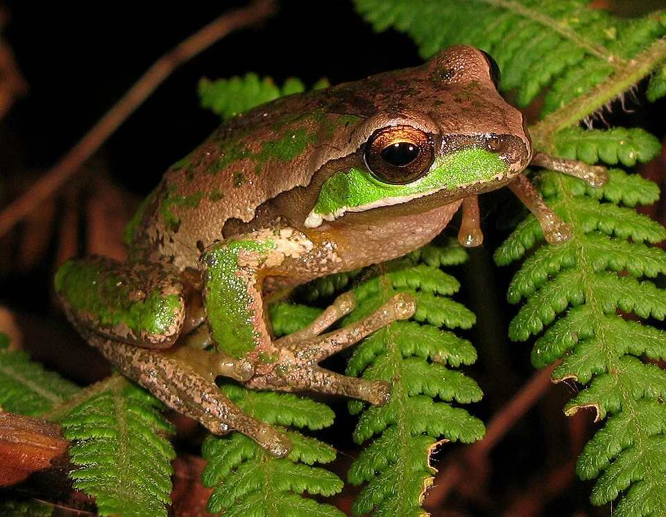 The New England Tree Frog (Litoria subglandulosa). Because this photograph concerns a rare and/or protected species, only an approximate location is provided: Ebor, Australia