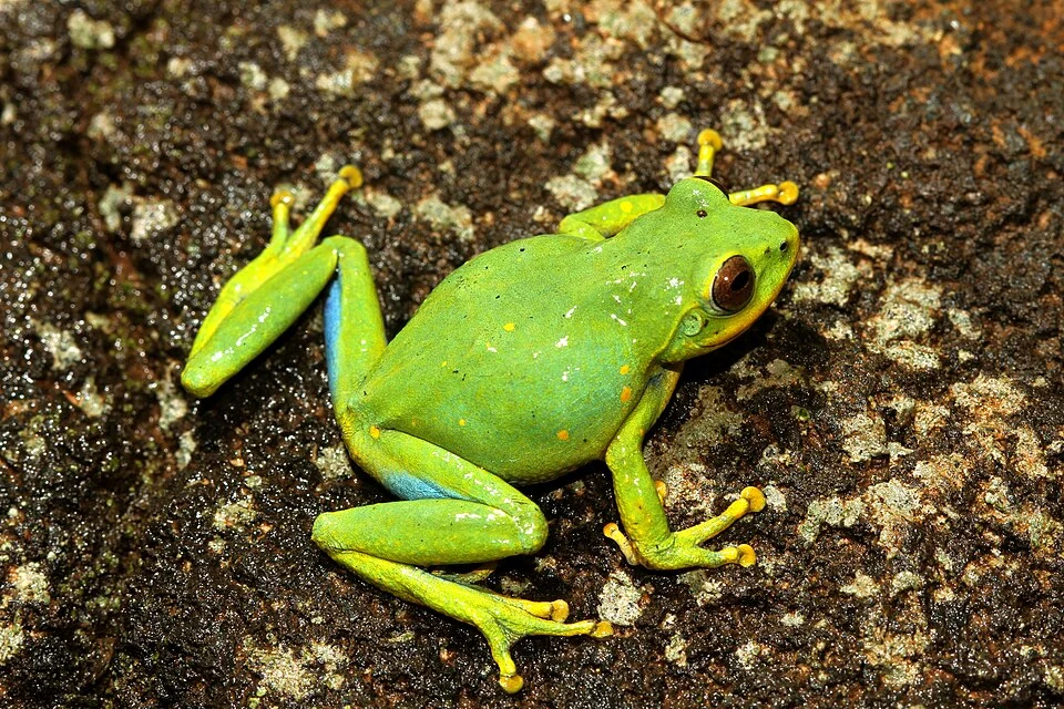 Raorchestes Indigo
